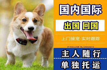 郑州宠物托运公司郑州宠物托运公司郑州宠物托运公司