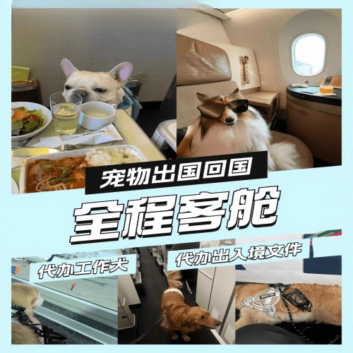 郑州宠物托运到白俄罗斯宠物入境规定和要求