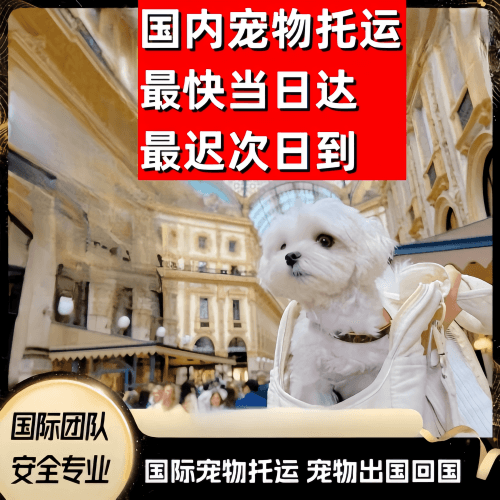 郑州到澳大利亚（澳洲）宠物入境规定和要求